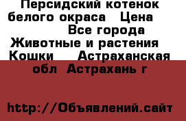 Персидский котенок белого окраса › Цена ­ 35 000 - Все города Животные и растения » Кошки   . Астраханская обл.,Астрахань г.